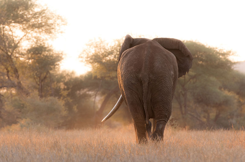 Guide to African safari costs told by elephants