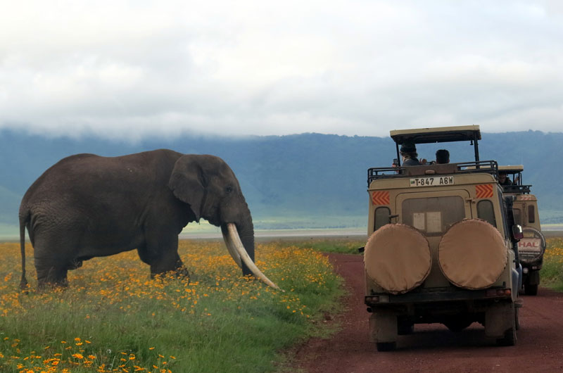 an elephant leans over the vehicle on a Ngorongoro Crater safari