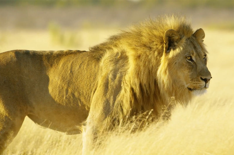 getting close to a lion on the best luxury African safari