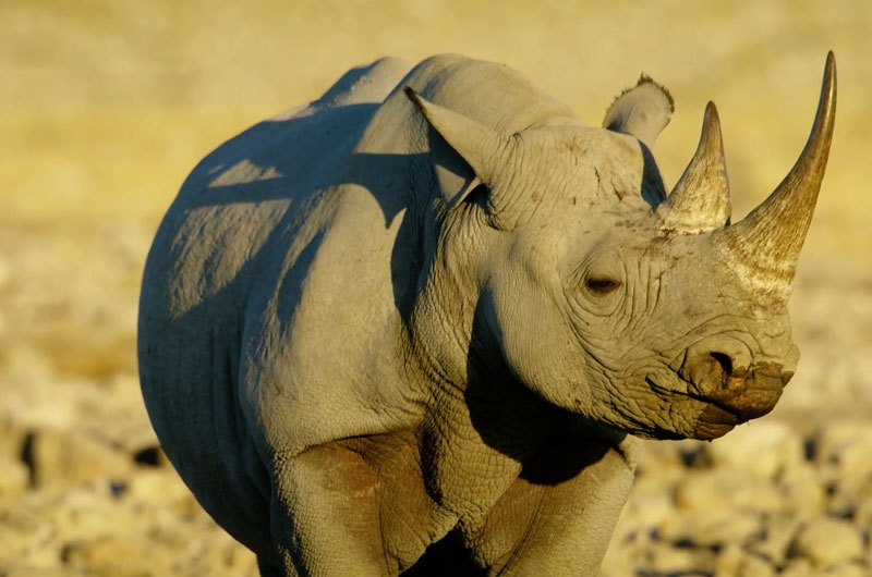 seeing a rhino on a Namibia safari